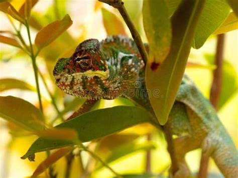 The Portrait Of A Brightly Colored Panther Chameleon Furcifer Pardalis
