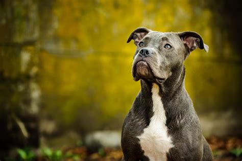 Blue Nose Pitbull Breed Facts Size Temperament And Health