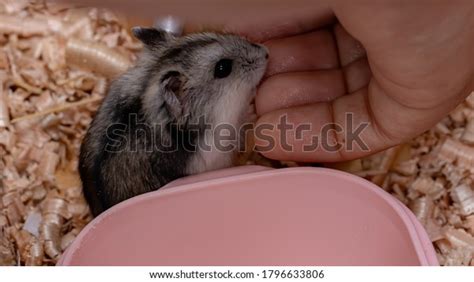 Campbells Dwarf Hamster Species Phodopus Campbelli Stock Photo