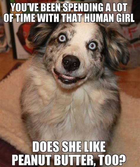 Overly Attached Dog Dog Solution Funny Photos Funny Pictures