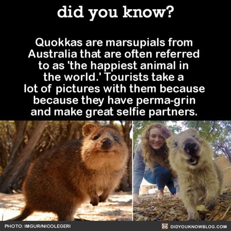 Quokkas Fun Facts Cool Pets Happy Animals