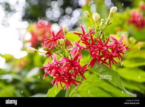 Beautiful Rangoon Creeper Or Quisqualis Indica Linn Stock Photo Alamy