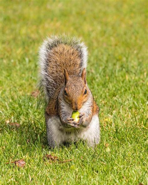 Grey Squirrel Eating An Acorn Worcestershire England A Female Grey