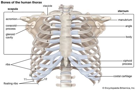 Anatomy Rib Cage Ribs Classification Of Ribs Costal Topography The