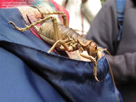 Bug Pictures Cook Strait Giant Weta Deinacrida Rugosa By Bootandall