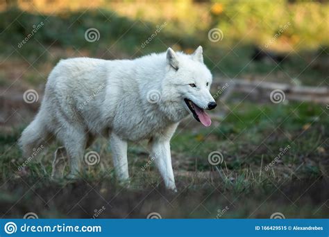 White Wolf In The Forest Stock Image Image Of Background 166429515