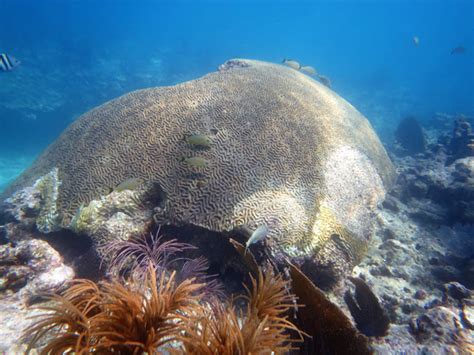 Colpophyllia Natans Boulder Brain Coral Colony Florida Department