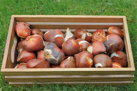 Tulip Bulbs How To Plant And Choose Them Right