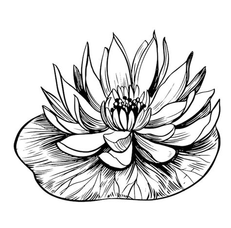 Premium Vector Water Lily Lotus Hand Drawn Outline