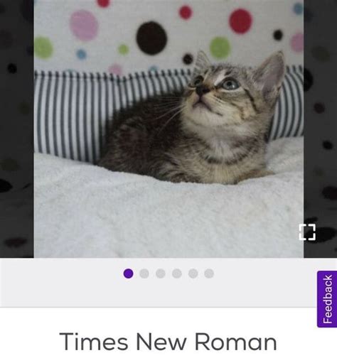 Petfinder Names Account Shares The Most Creative Pet Names People