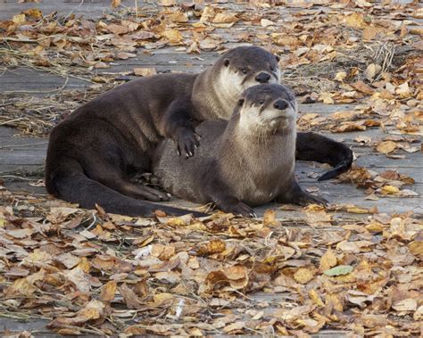 Otters Pose For A Fall Couples Portrait On The Boardwalk — The Daily Otter