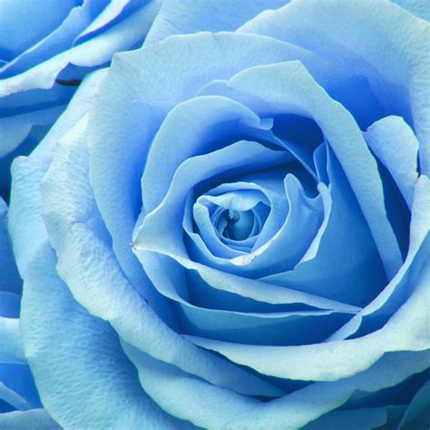 Ne44 Flower Blue Rose Zoom Love Wallpaper