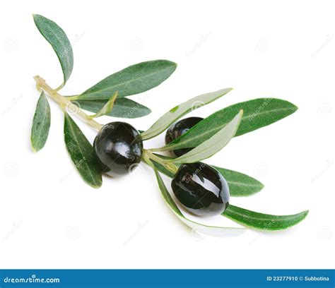 Black Olives Stock Photo Image 23277910