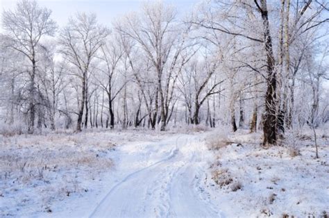 Bildet Landskap Tre Natur Snø Vinter Frost Vær årstid Trær