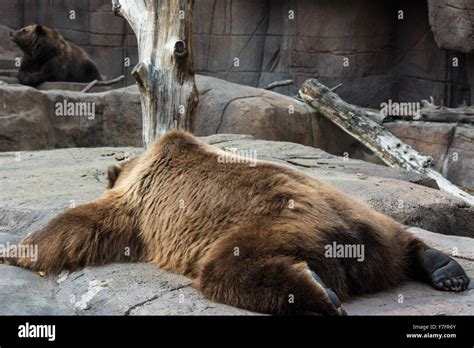 A Pair Of Kodiak Bears Also Known As Alaskan Brown Bear At The