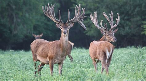 Red Deer For Sale Cold Creek Ranch Texas