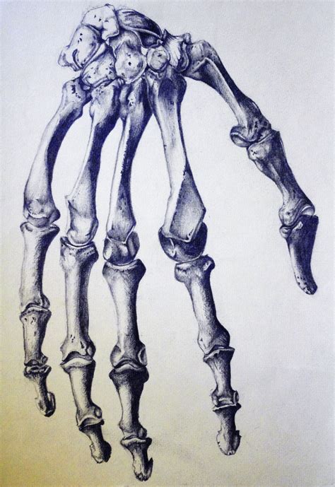Skeletal Hand Drawing At Getdrawings Free Download