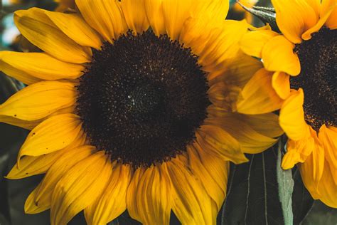 Close Up Photo Of Sunflower · Free Stock Photo