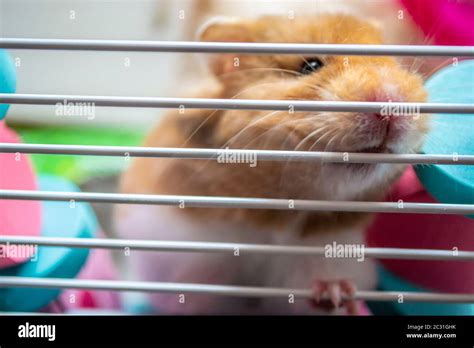 Syria Hamster Hi Res Stock Photography And Images Alamy