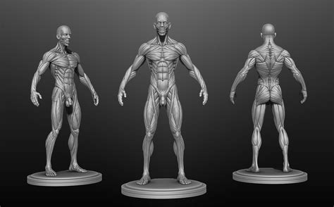 Male T Pose Anatomy Google Search Desenho Corpo Humano Anatomia Do My