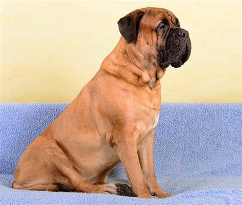 21 Dog Breeds With Largest Brain Brain To Body Ratio Zooawesome