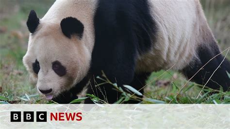 Giant Pandas Leave Edinburgh Zoo For Return To China Bbc News The