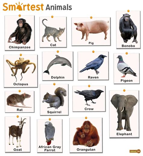 Smartest Animals Facts List Pictures