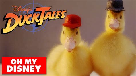 The Ducktales Intro Done With Real Ducks