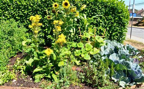 Fertilized Boulevard Garden Five Gallon Ideas