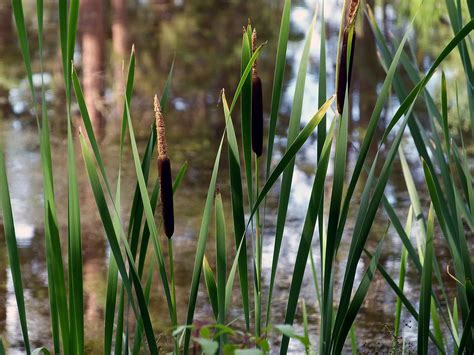 Common Reed Nature Swamp Free Photo On Pixabay Pixabay