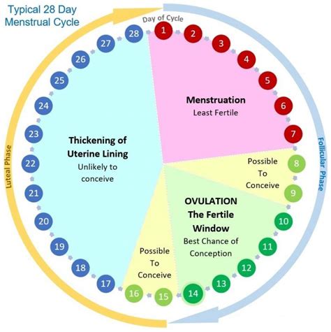 Menstrual Cycle Ovulation Calendar And Phases Ovulation Calendar