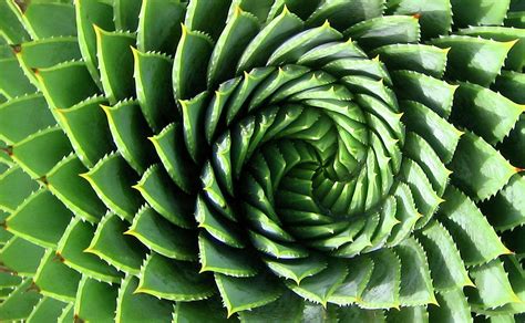 It was created by alexandra clert for the tv production company son et lumière. Spiral Aloe- A Gem You Want In Your Garden - UnusualSeeds
