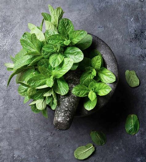 Lesser Known Uses Of Mint For Skin Care Read On Kalingatv