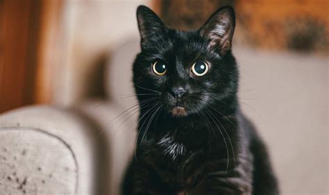 Fluffy Black Cat Breeds 13 Beautiful Ebony Felines You