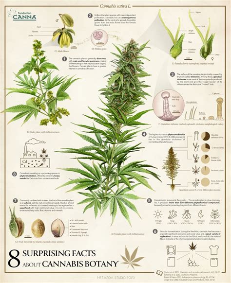 8 Surprising Facts About Cannabis Botany Fundación Canna Scientific