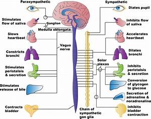 4 2 Autonomic Nervous System Basics Nursing Pharmacology