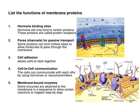 Cell membrane proteins have a number of different functions. PPT - Topic 2: Cells Topic 1: Cells Membranes PowerPoint ...