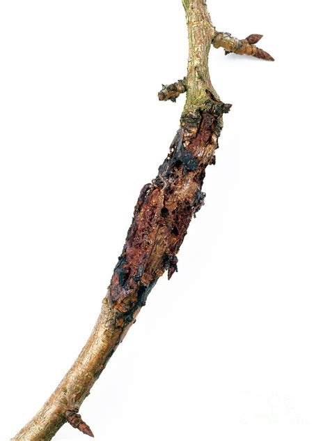 Prunus Bacterial Canker Photograph By Geoff Kiddscience Photo Library