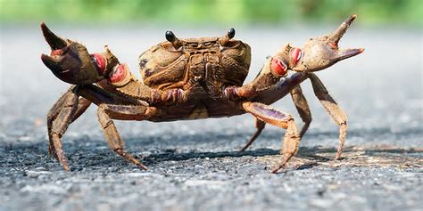 Scary But Cute Animals How Many Things About Crab Do You Know