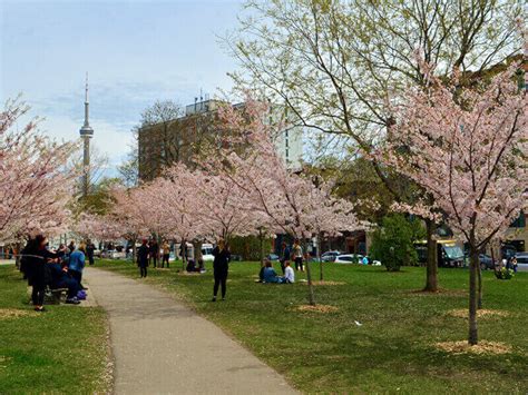 Best Places To See Cherry Blossoms In The Spring