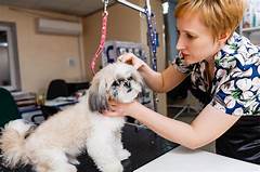 Unleashing The Inner Beauty Find A 5 Mile Groomer For Your Beloved Pet