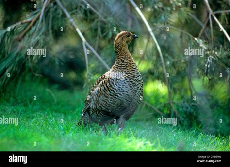 Black Grouse Lyrurus Tetrix Stock Photo Alamy