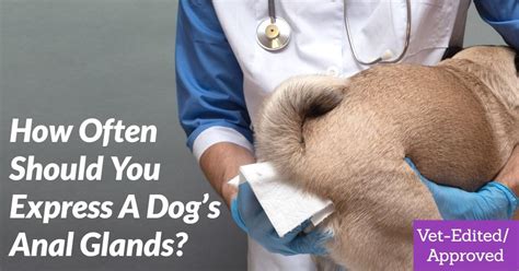 How Often Should You Express A Dogs Anal Glands