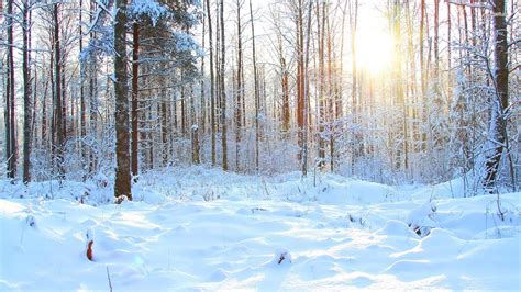 Snowy Forest Desktop Wallpaper Wallpapersafari