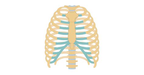 Explore The Anatomy Of The Rib And Ribcage