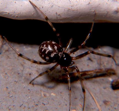 House Spider Steatoda Bugguidenet