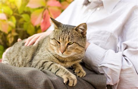 Stomach And Intestinal Cancer Leiomyosarcoma In Cats Petmd