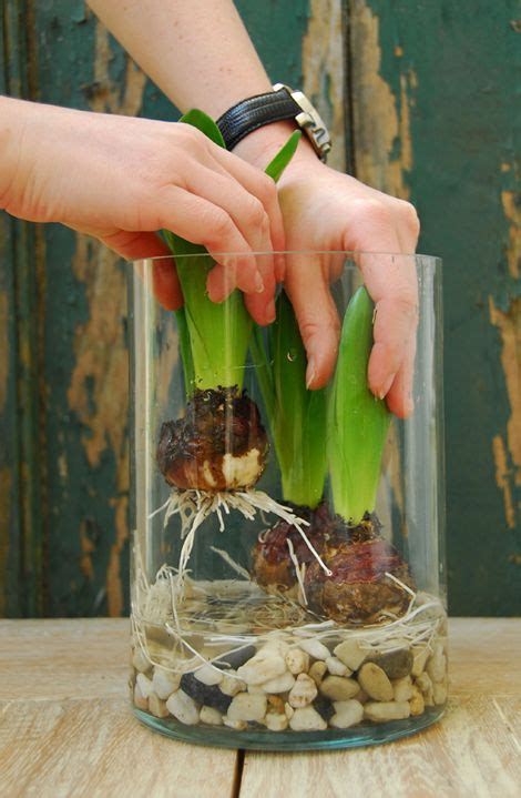 How To Force Bulbs For Gorgeous Indoor Bloom And Color Growing Tulips
