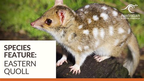 You Think Youve Seen Crazy Cats The Eastern Quoll Australian
