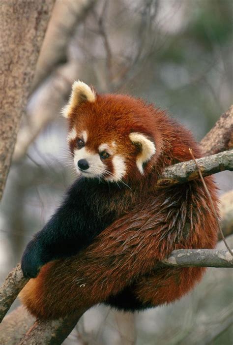 A Red Panda Bear Sitting On Top Of A Tree Branch With Its Paws In The Air